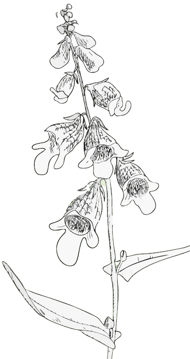 Foxglove motto